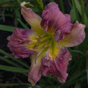 Lady Dirty Beard Daylily